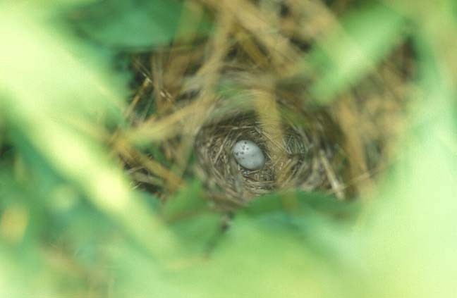 Common Yellowthroat - ML646477098