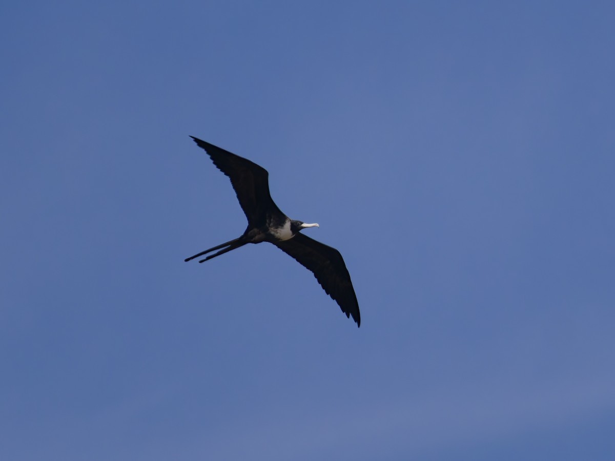 Magnificent Frigatebird - ML646477100