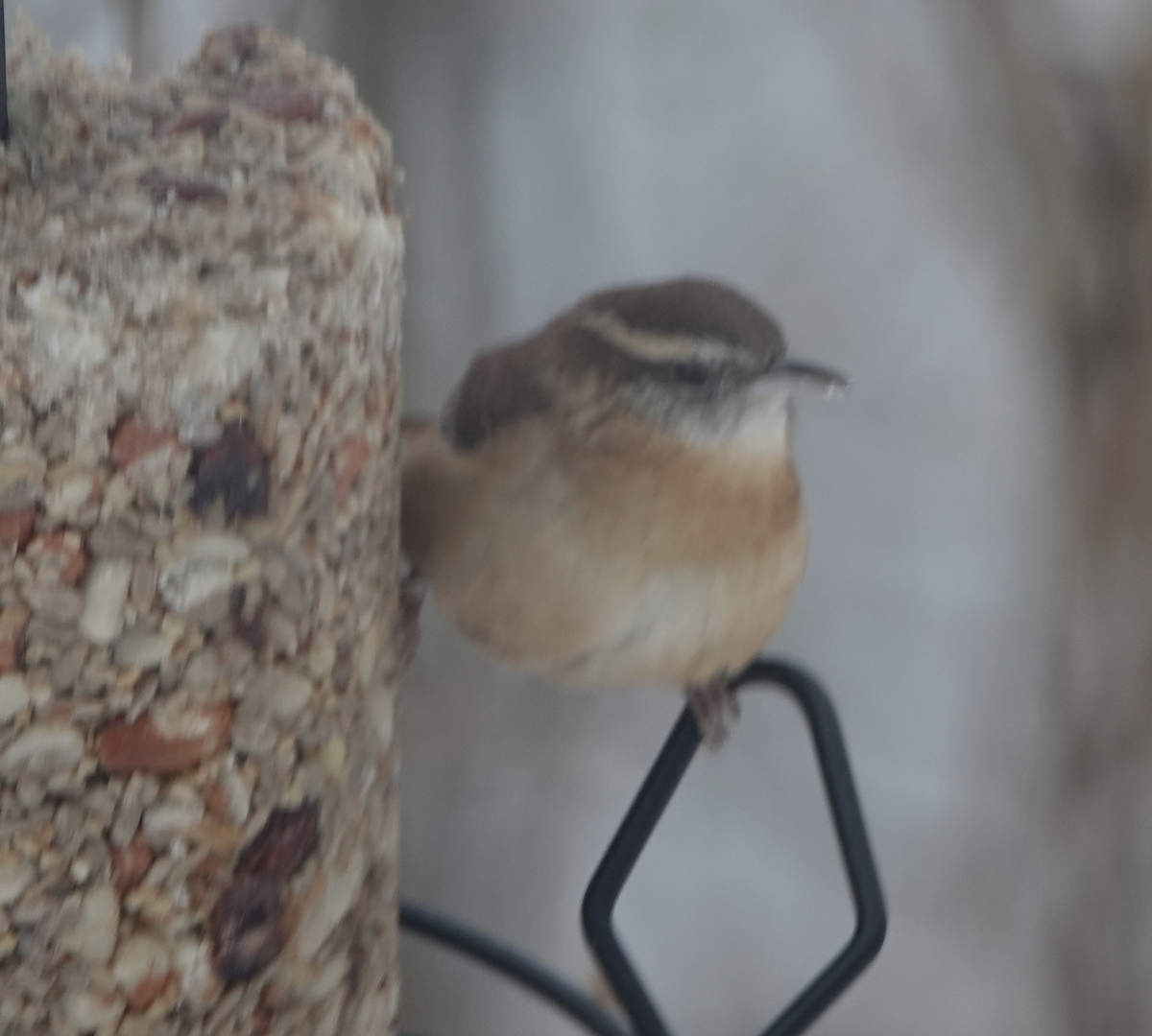 Carolina Wren - ML646477102