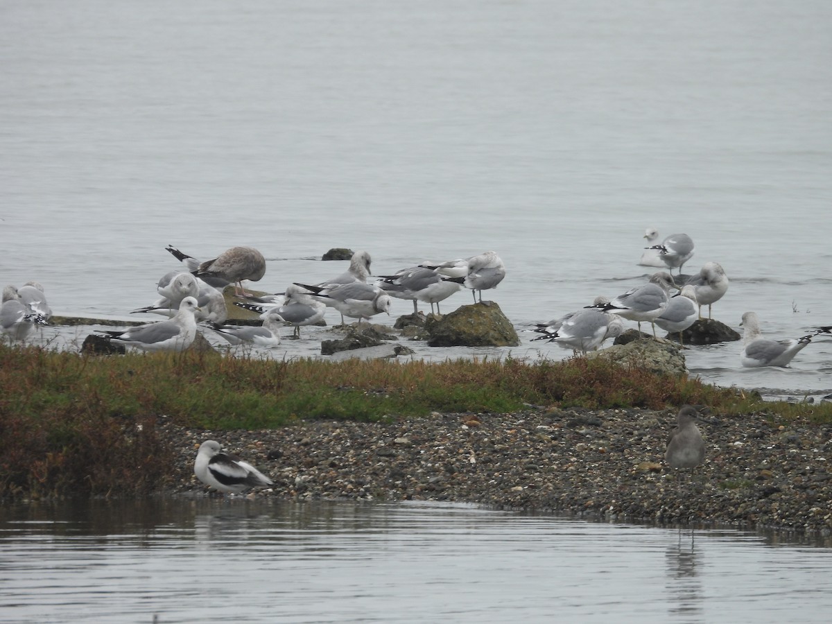 Short-billed Gull - ML646477103