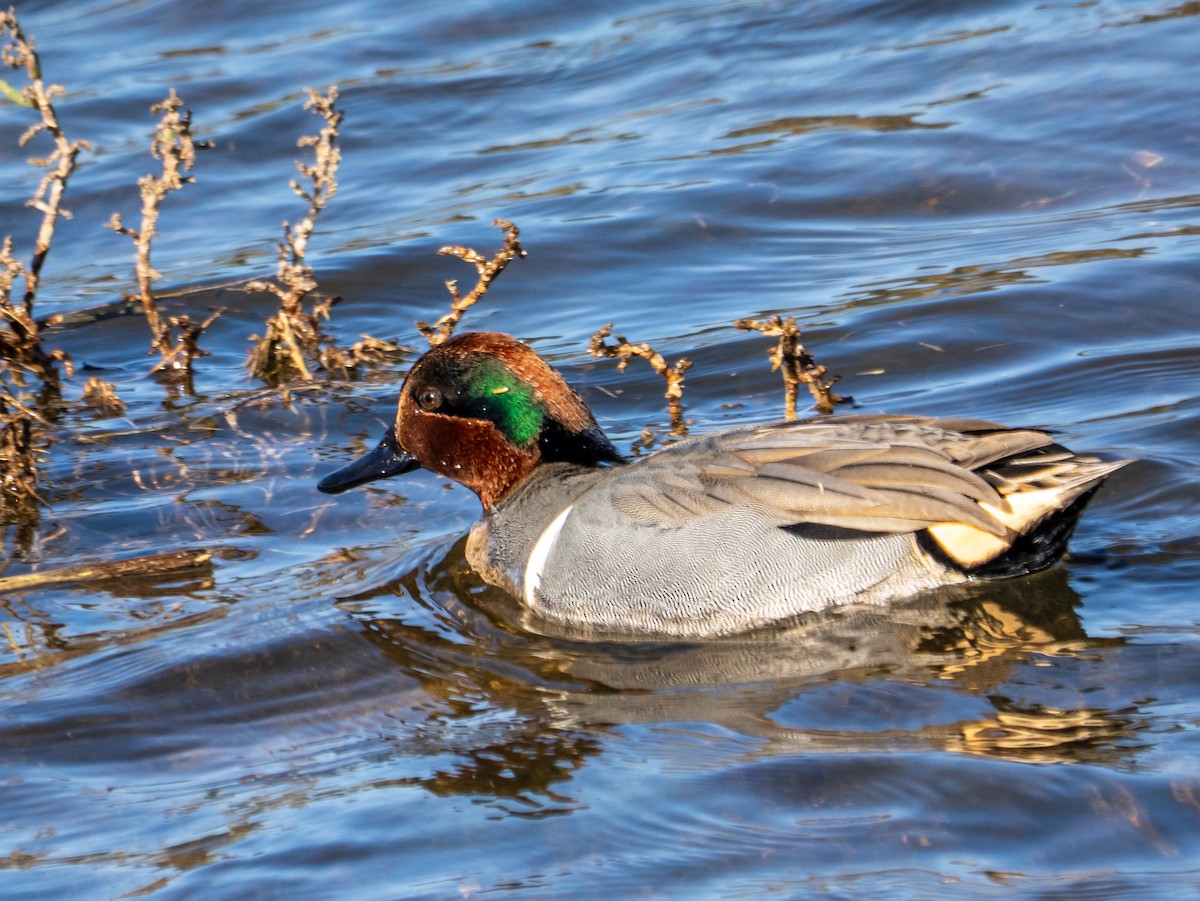 Green-winged Teal - ML646477108