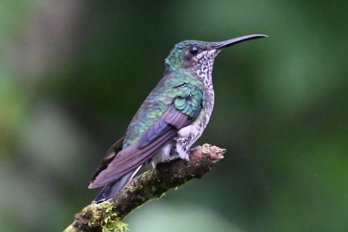 White-necked Jacobin - ML646477109