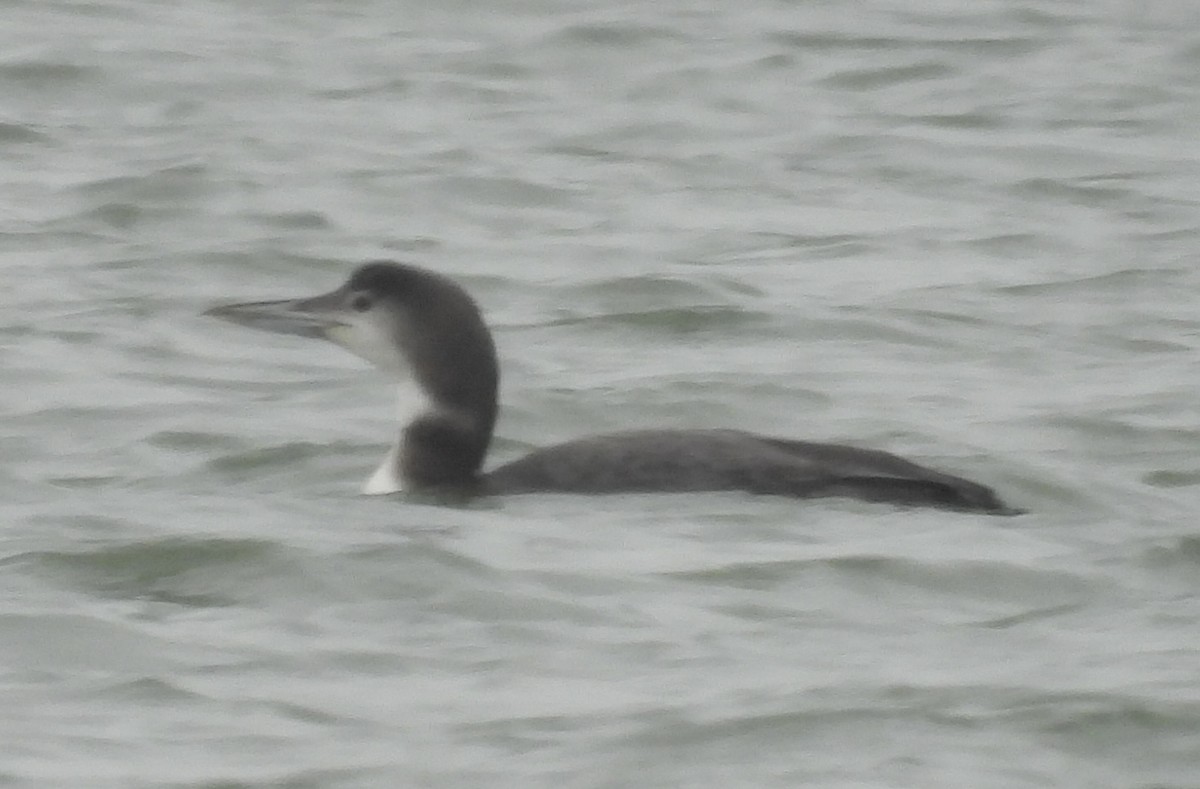 Common Loon - ML646477110