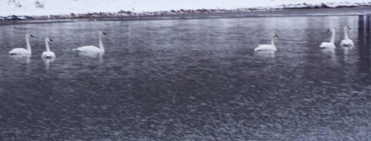 Trumpeter Swan - ML646477113