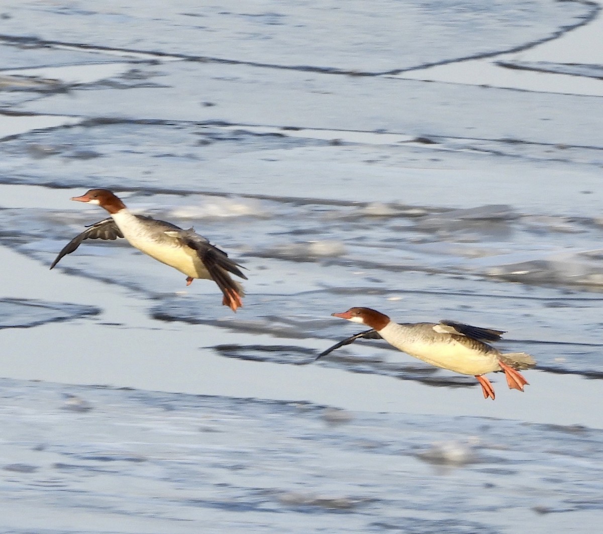 Common Merganser - ML646477118