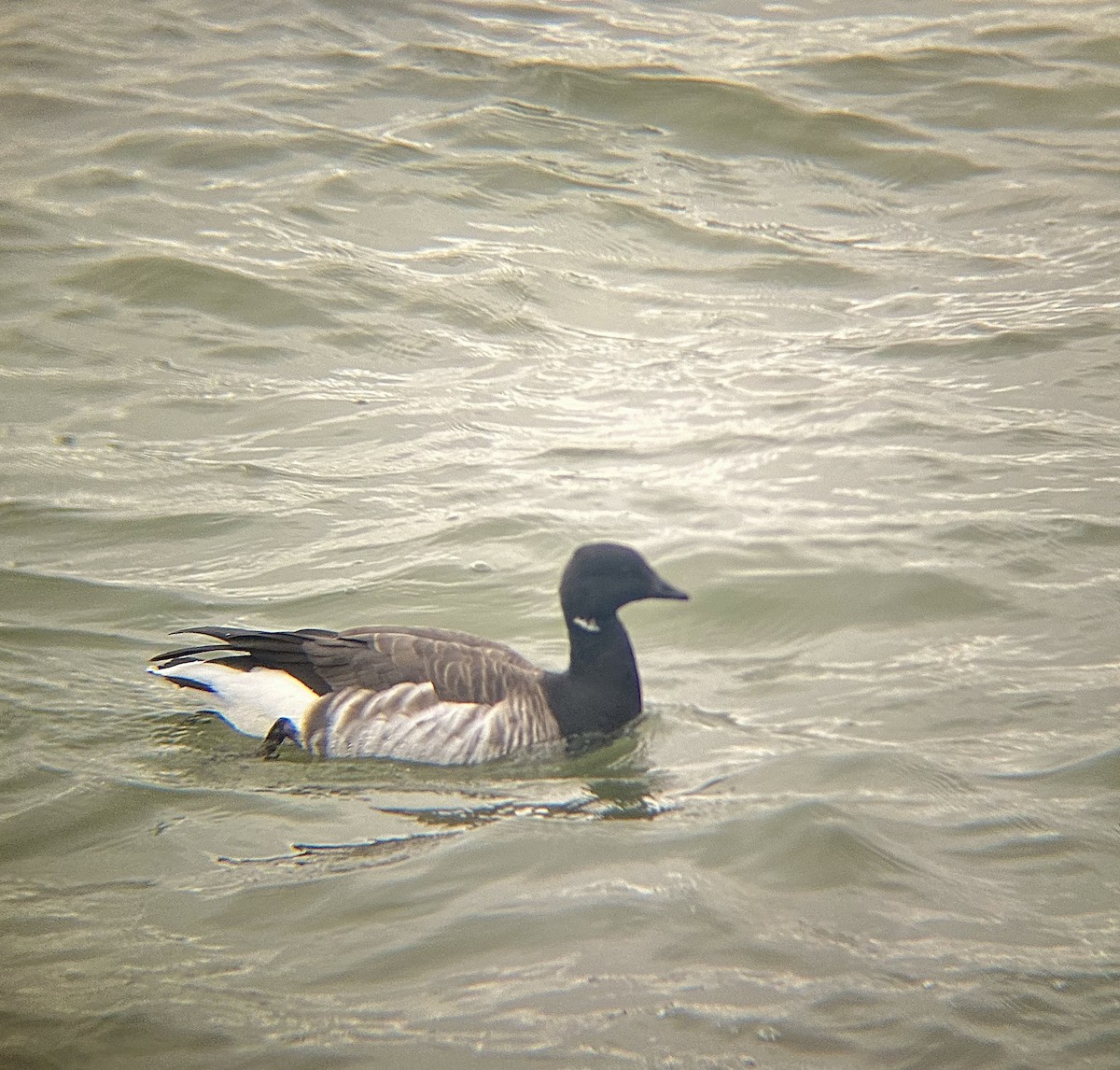 Brant - ML646477119