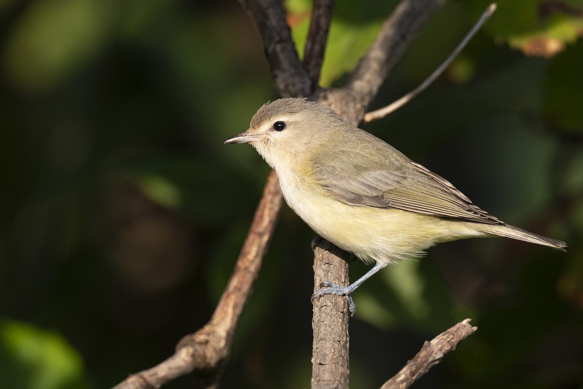 Eastern Warbling Vireo - ML646477120