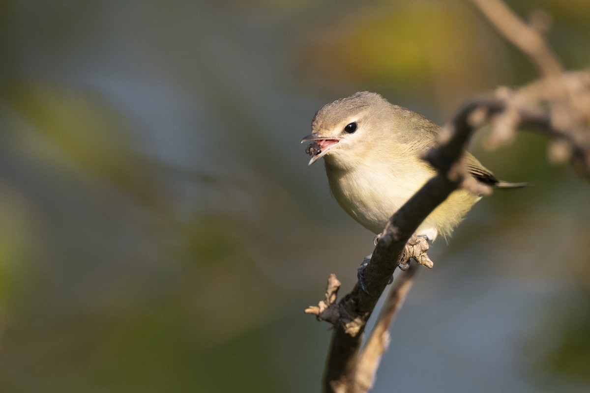 Eastern Warbling Vireo - ML646477121