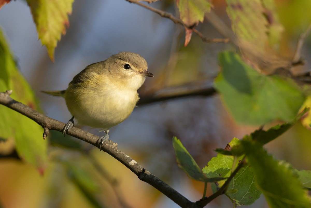 Eastern Warbling Vireo - ML646477122