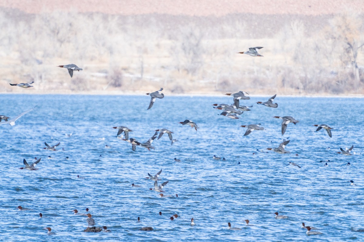 Common Merganser - ML646477123