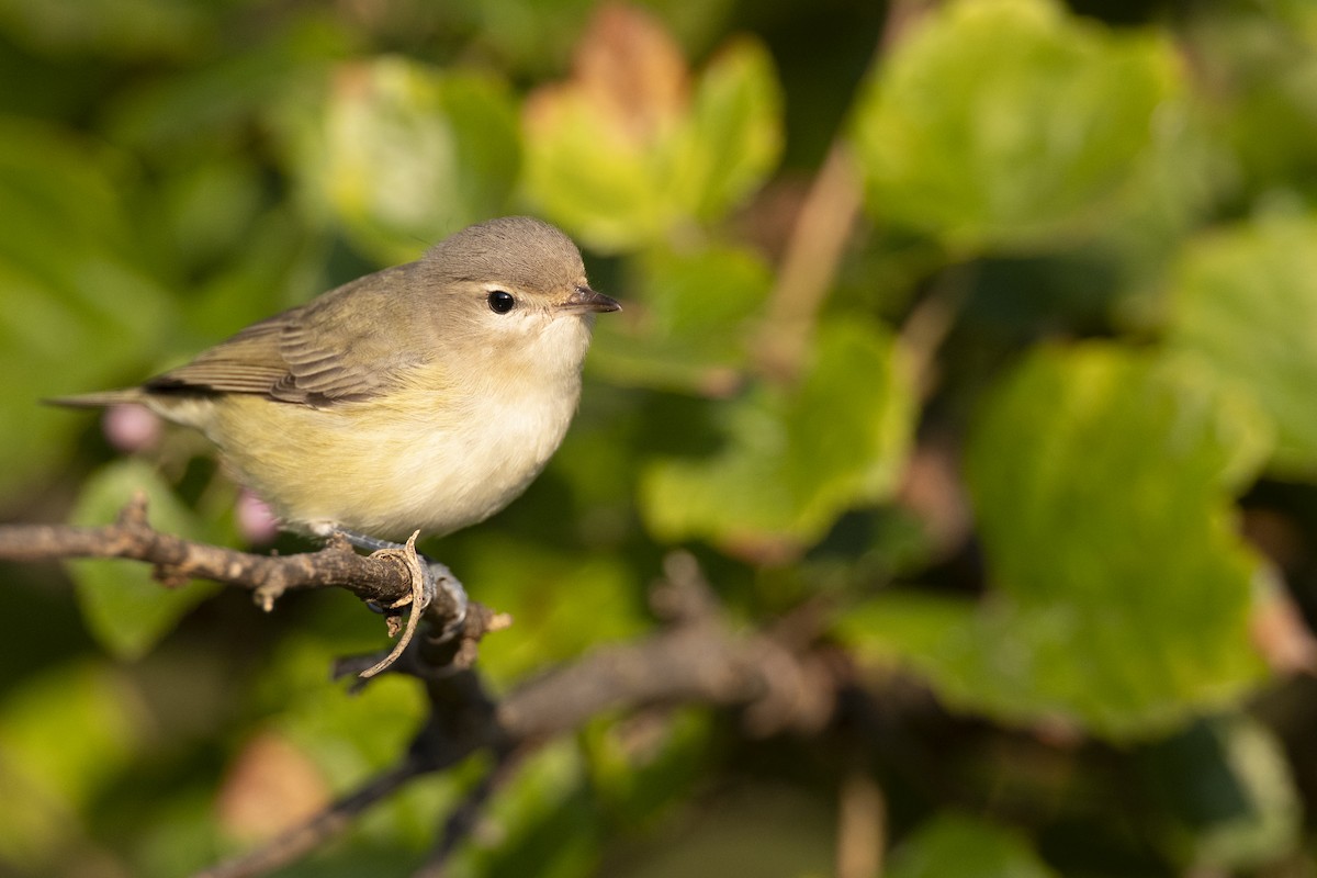 Eastern Warbling Vireo - ML646477124