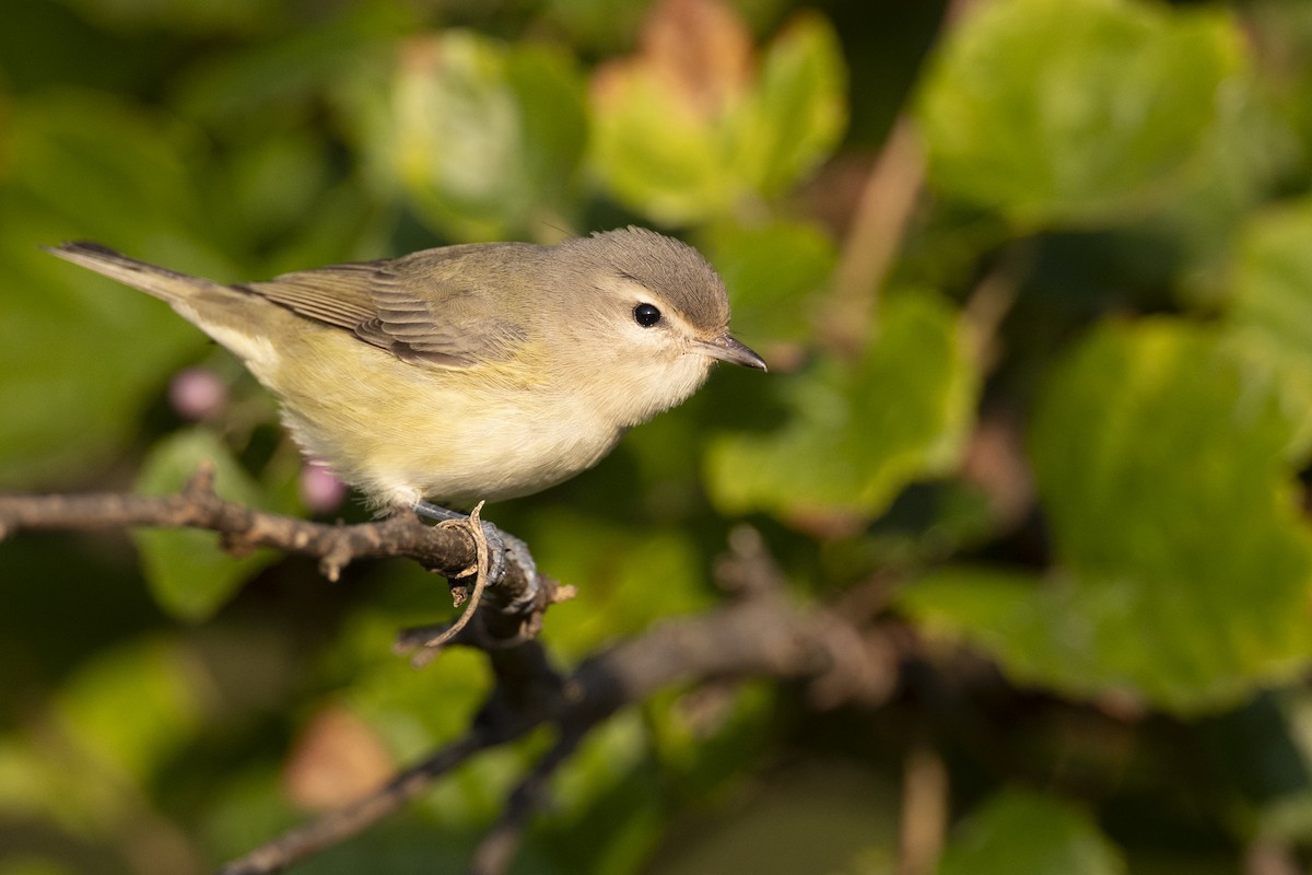 Eastern Warbling Vireo - ML646477125
