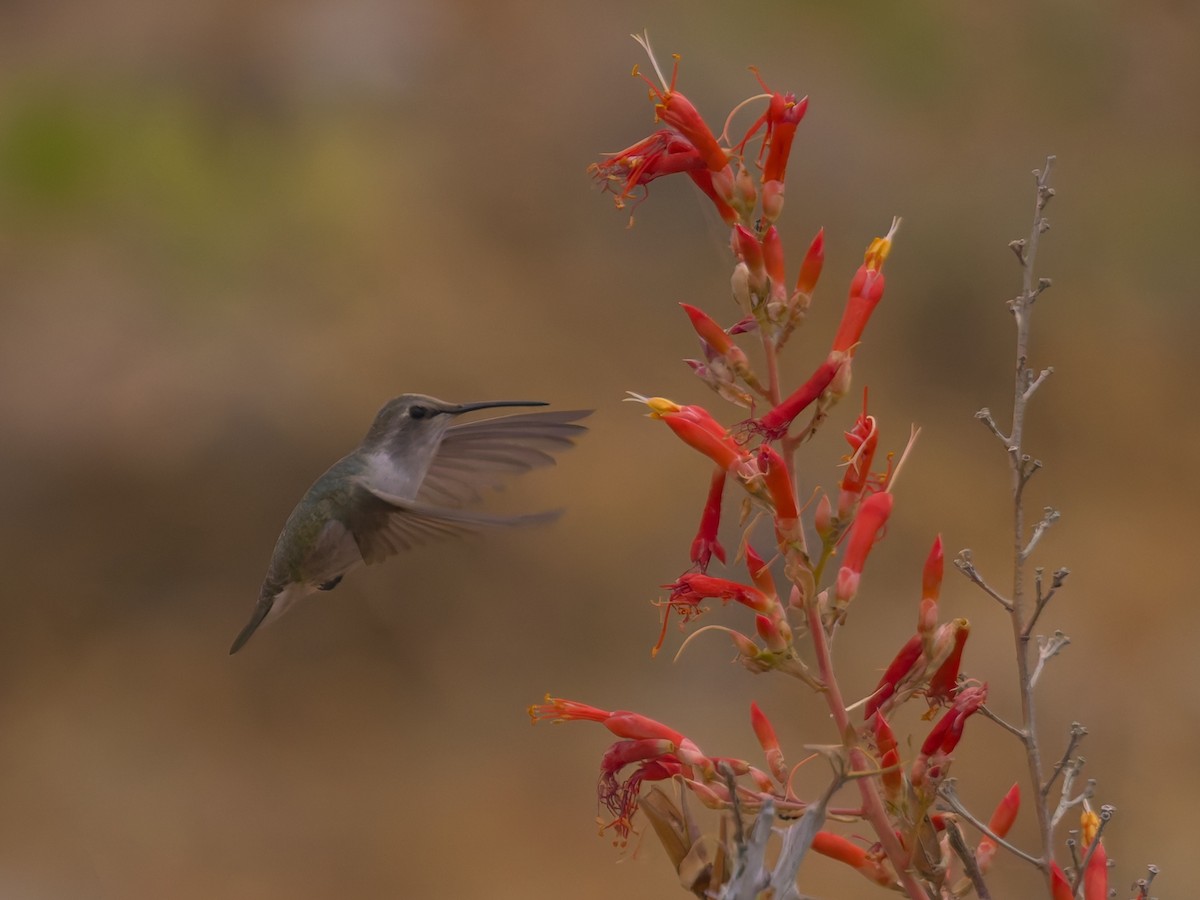Costa's Hummingbird - ML646477129