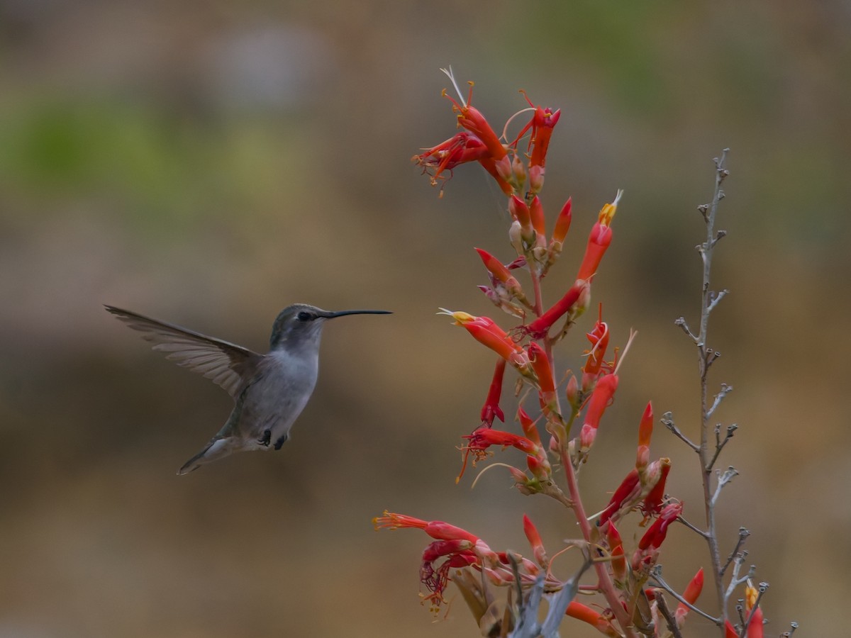 Costa's Hummingbird - ML646477130
