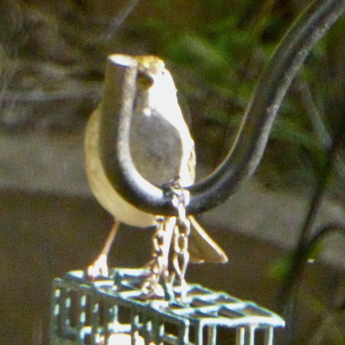 Golden-crowned Sparrow - ML646477131