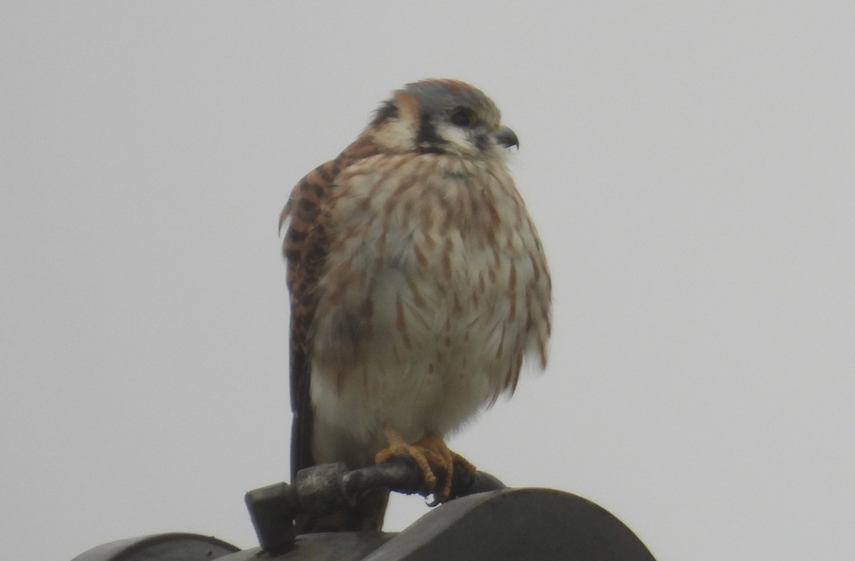 American Kestrel - ML646477132