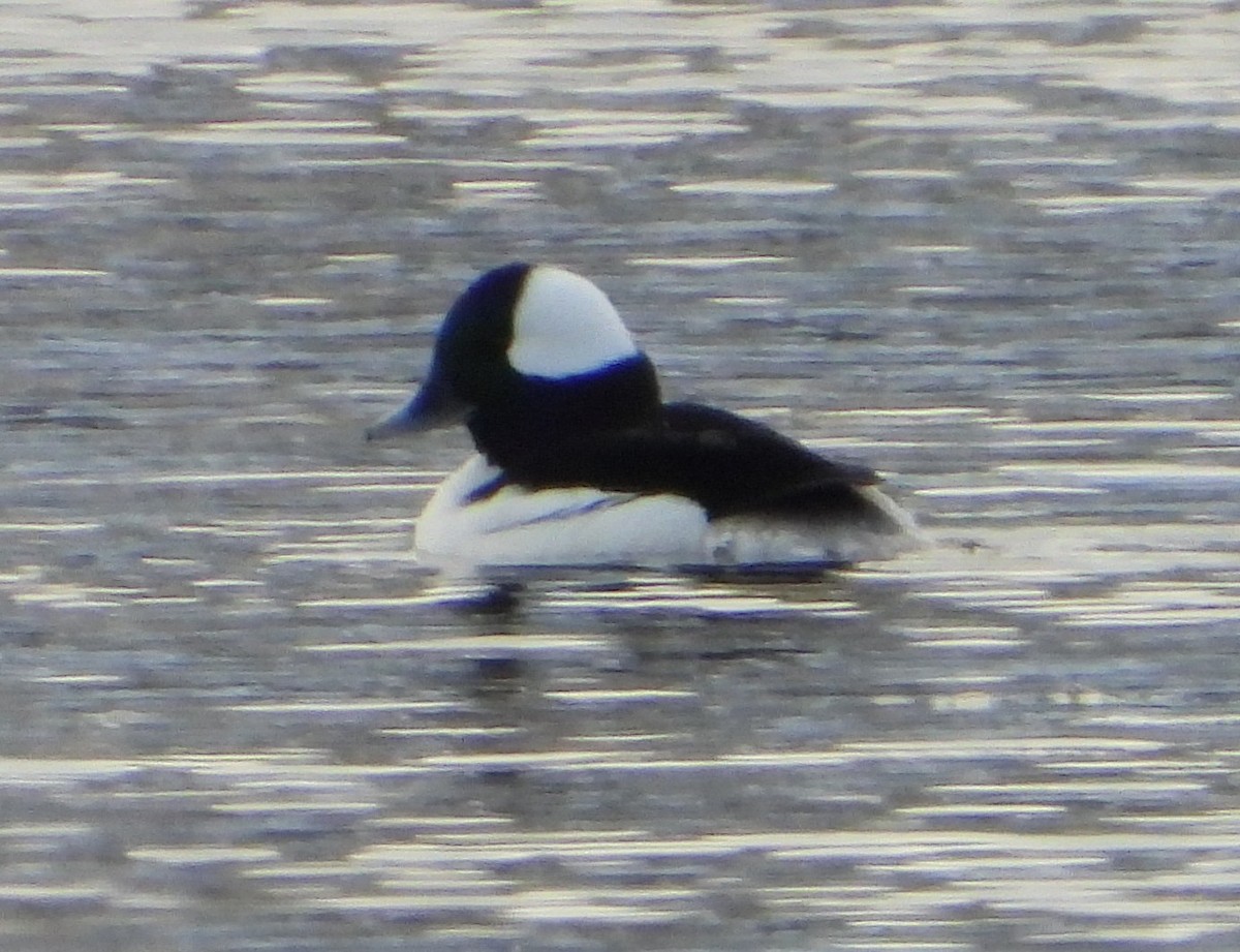 Bufflehead - ML646477133