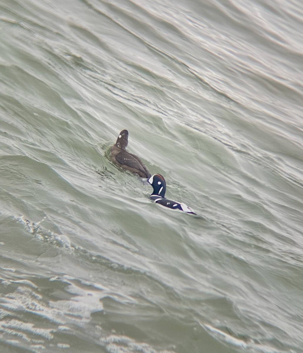 Harlequin Duck - ML646477134