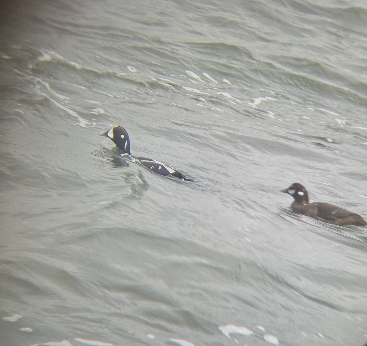 Harlequin Duck - ML646477135