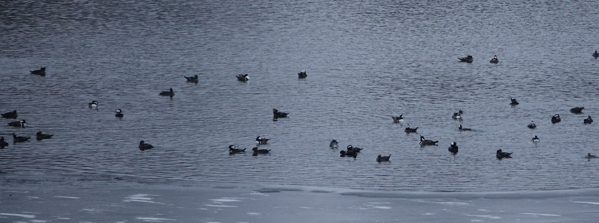 Hooded Merganser - ML646477136