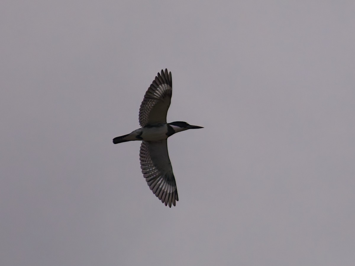 Belted Kingfisher - ML646477138