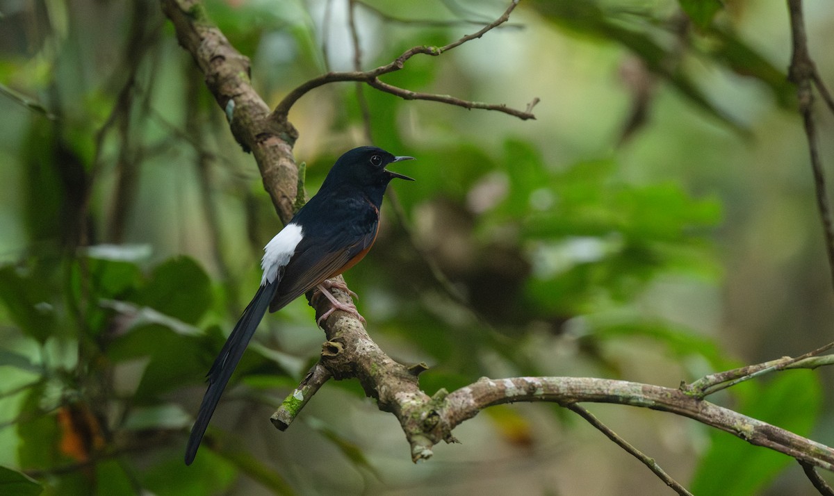 White-rumped Shama - ML646477141