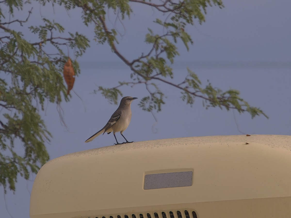 Northern Mockingbird - ML646477143