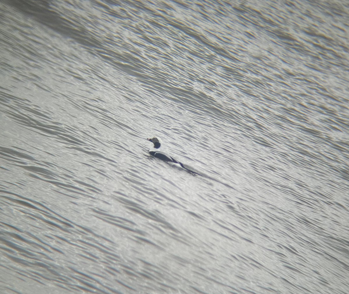 Long-tailed Duck - ML646477145