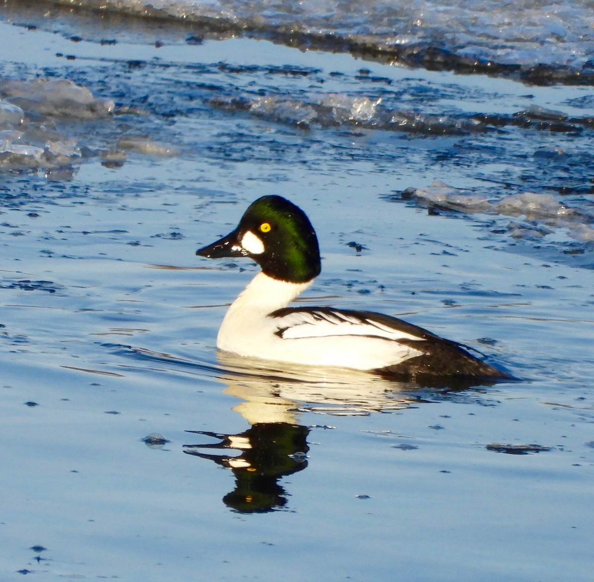 Common Goldeneye - ML646477146