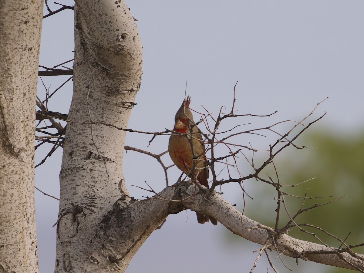 Schmalschnabelkardinal - ML646477148