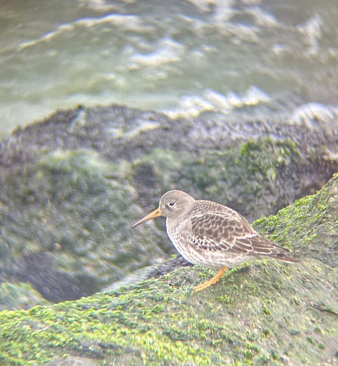 Purple Sandpiper - ML646477153
