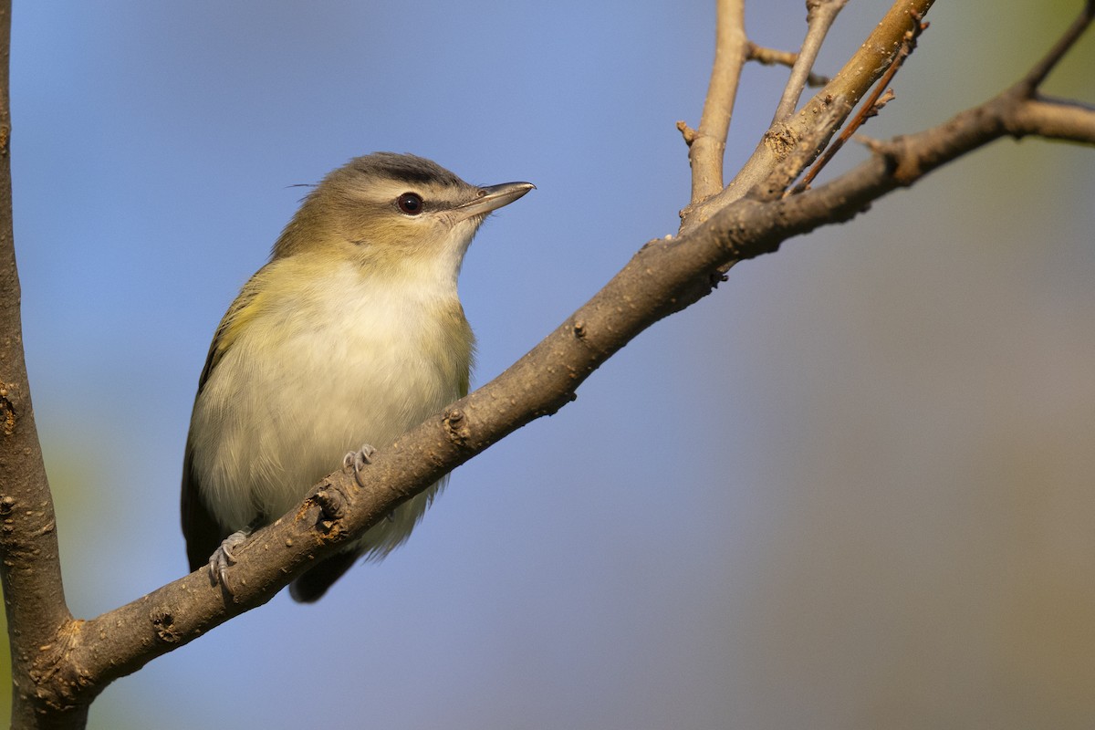 Red-eyed Vireo - ML646477154