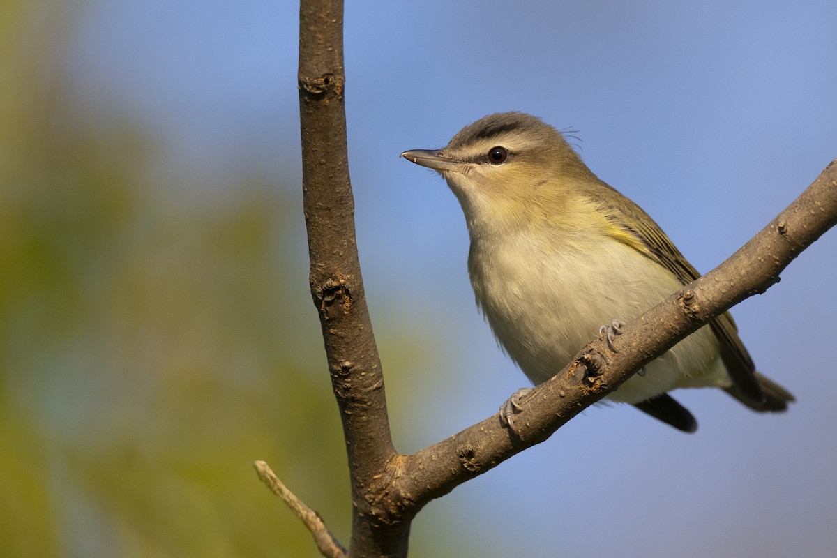 Red-eyed Vireo - ML646477155