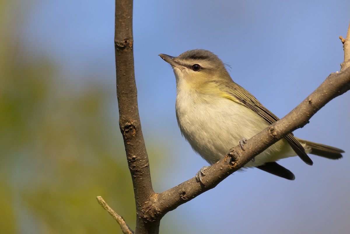 Red-eyed Vireo - ML646477156