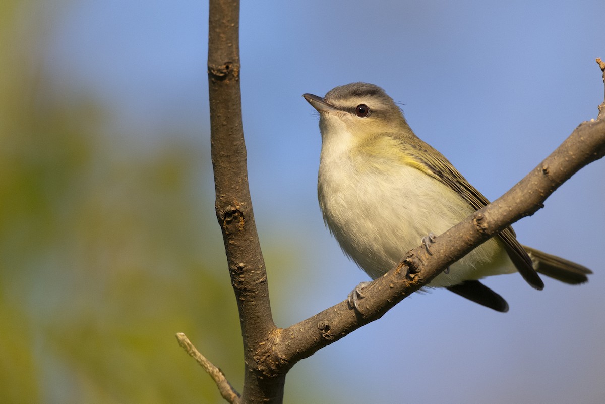 Red-eyed Vireo - ML646477157