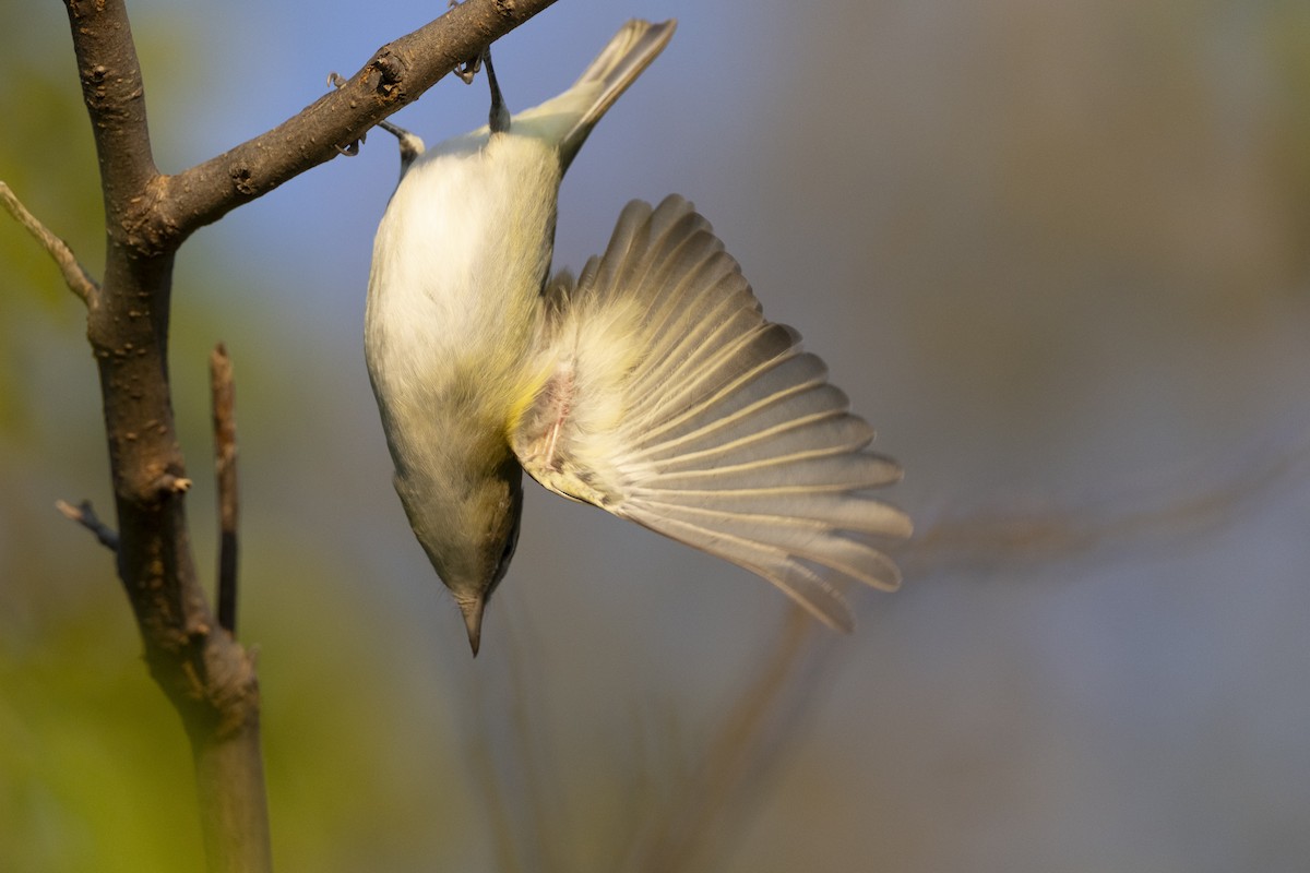 Red-eyed Vireo - ML646477158