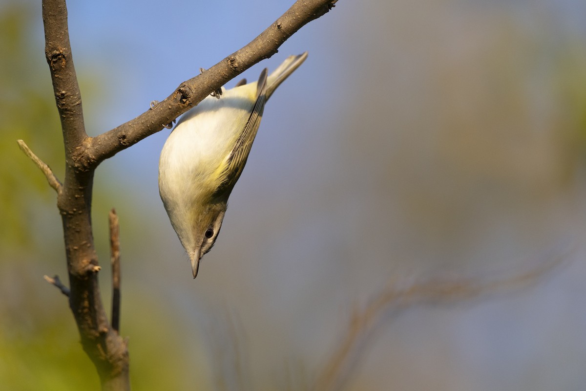 Red-eyed Vireo - ML646477159