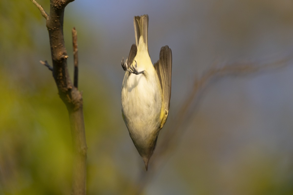 Red-eyed Vireo - ML646477160