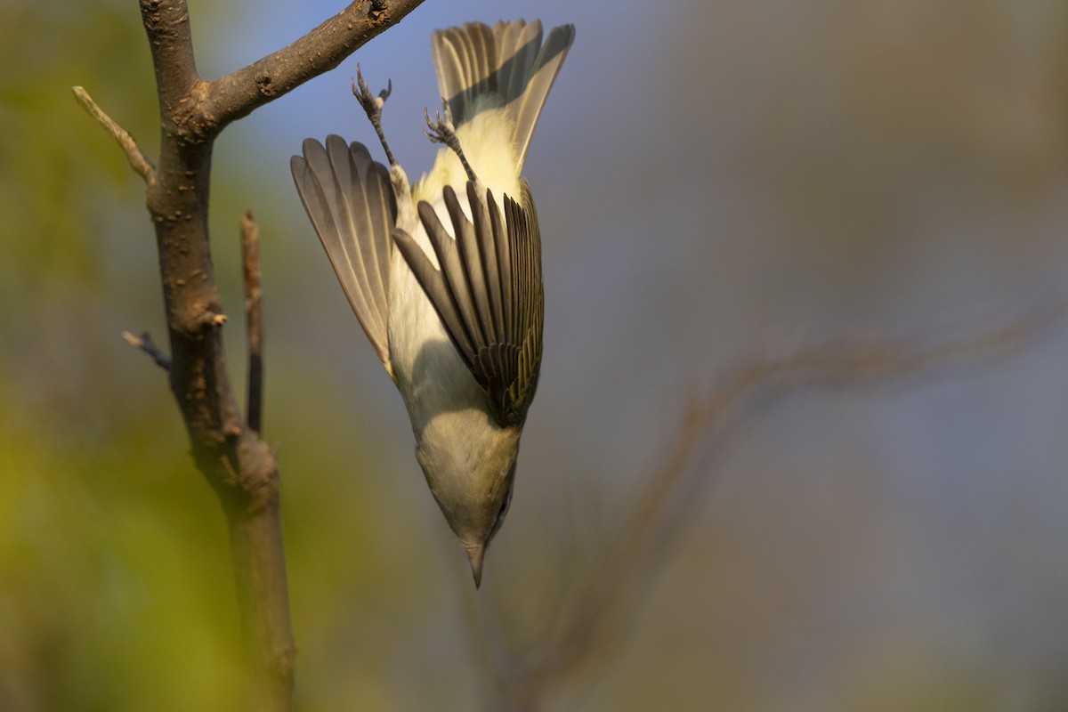 Red-eyed Vireo - ML646477161