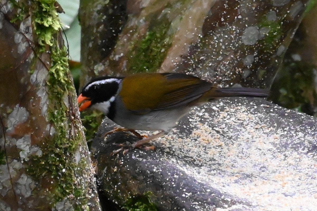 Orange-billed Sparrow - ML646477164