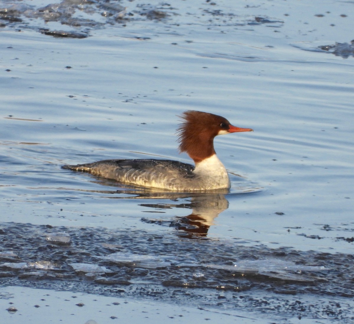 Хумхин бохио - ML646477167