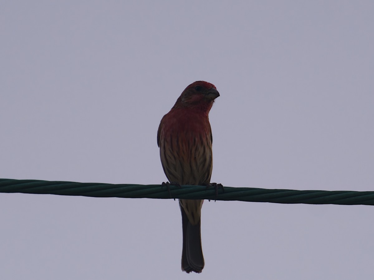 Hausgimpel - ML646477169