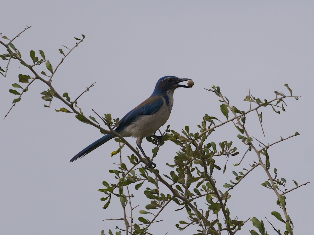 Kalifornienhäher - ML646477175