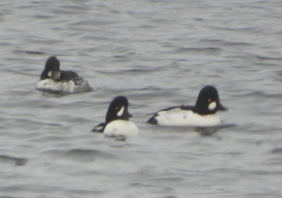 Spatelente - ML646477177