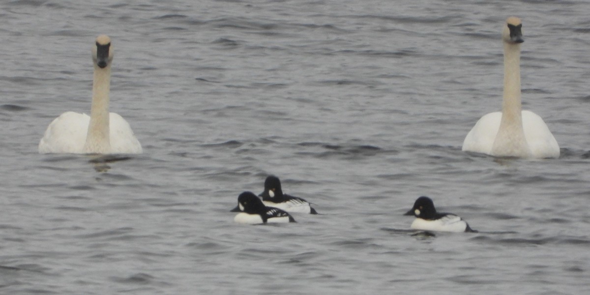 Spatelente - ML646477178