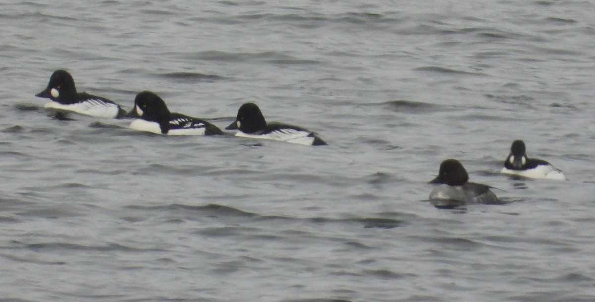 Spatelente - ML646477180