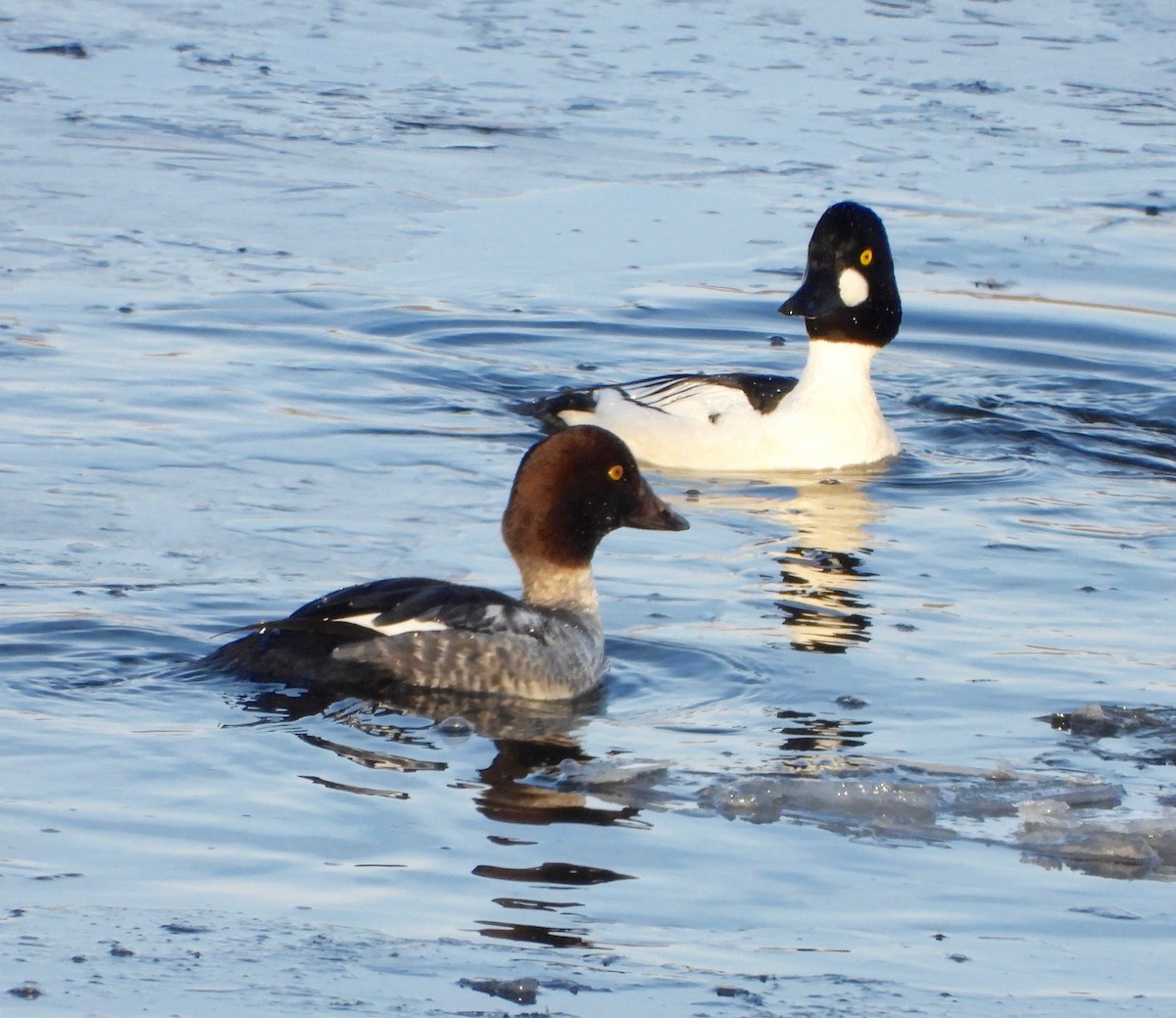 Алаг шунгаач - ML646477181