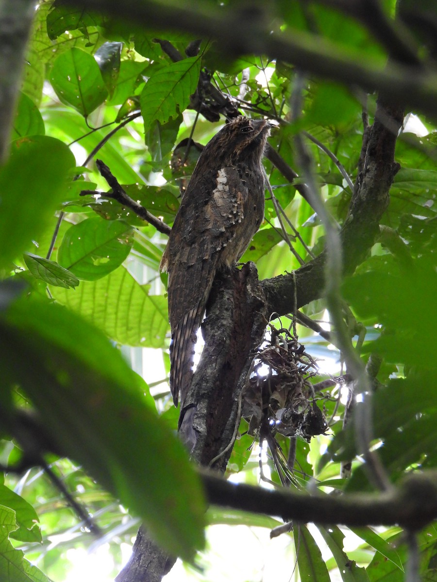 Long-tailed Potoo - ML646477182