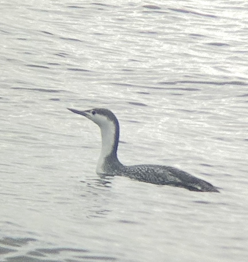 Red-throated Loon - ML646477183