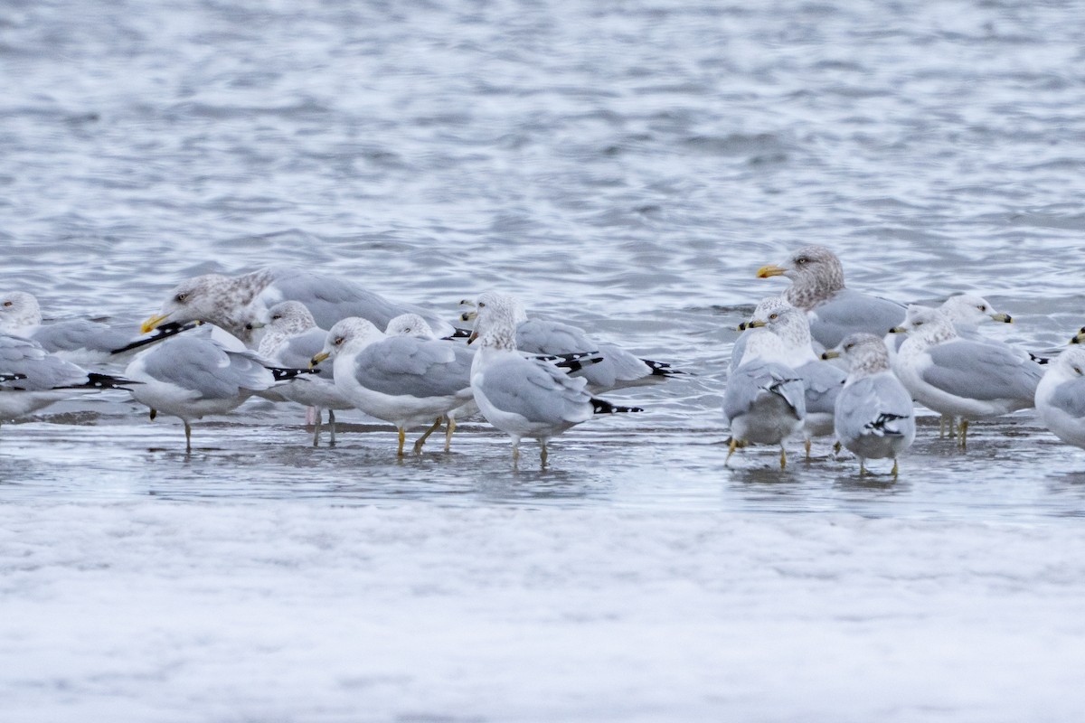 California Gull - ML646477184